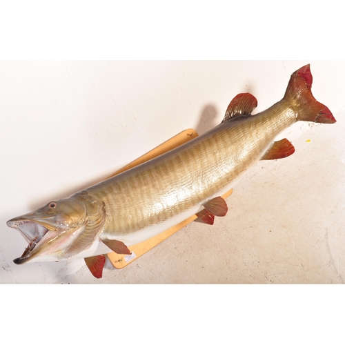 371 - A large 20th Century formed fiberglass model / wall display pike having mouth wide open with painted... 