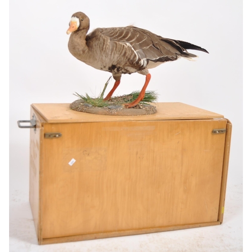 589 - Two 20th Century taxidermy studies depicting a shell duck & a goose. Both samples held within fitted... 