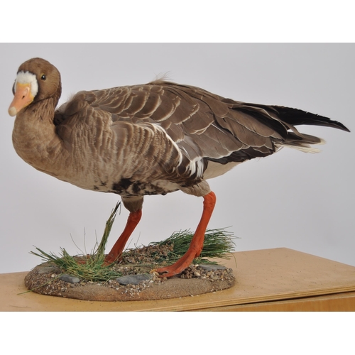 589 - Two 20th Century taxidermy studies depicting a shell duck & a goose. Both samples held within fitted... 