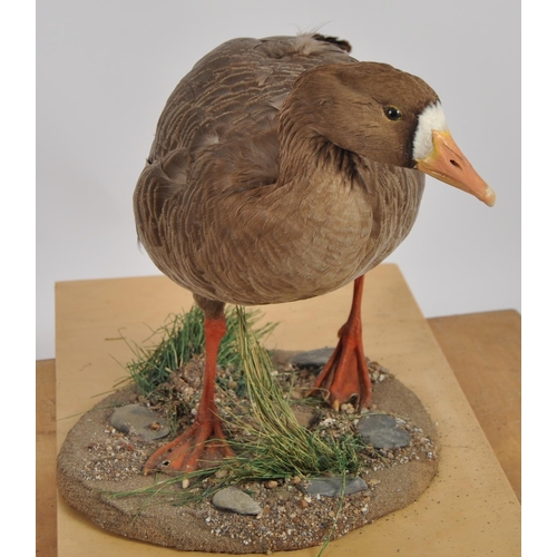 589 - Two 20th Century taxidermy studies depicting a shell duck & a goose. Both samples held within fitted... 