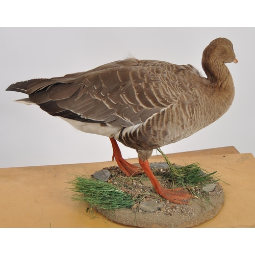 589 - Two 20th Century taxidermy studies depicting a shell duck & a goose. Both samples held within fitted... 