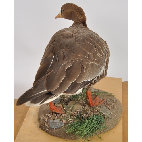 589 - Two 20th Century taxidermy studies depicting a shell duck & a goose. Both samples held within fitted... 