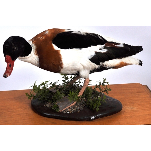 589 - Two 20th Century taxidermy studies depicting a shell duck & a goose. Both samples held within fitted... 