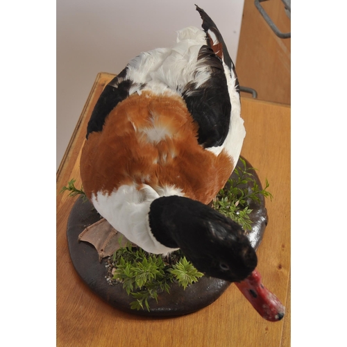 589 - Two 20th Century taxidermy studies depicting a shell duck & a goose. Both samples held within fitted... 