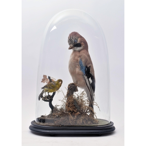 20 - Of Taxidermy Interest - a Victorian late 19th century taxidermy study of a Eurasian Jay & Greenfinch... 