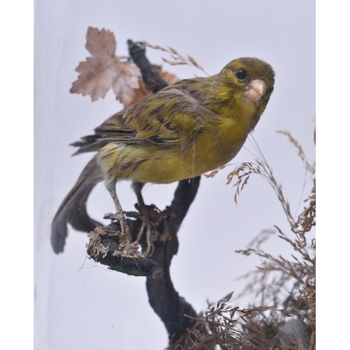 20 - Of Taxidermy Interest - a Victorian late 19th century taxidermy study of a Eurasian Jay & Greenfinch... 