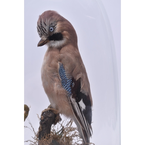 20 - Of Taxidermy Interest - a Victorian late 19th century taxidermy study of a Eurasian Jay & Greenfinch... 