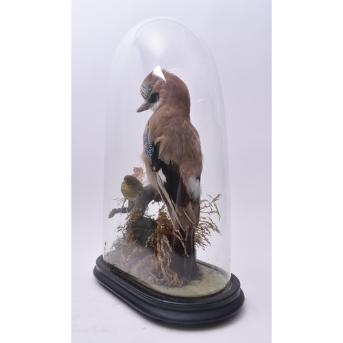 20 - Of Taxidermy Interest - a Victorian late 19th century taxidermy study of a Eurasian Jay & Greenfinch... 