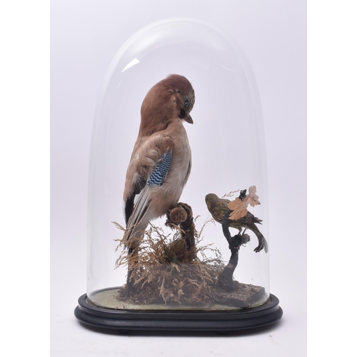 20 - Of Taxidermy Interest - a Victorian late 19th century taxidermy study of a Eurasian Jay & Greenfinch... 