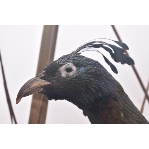 58 - Taxidermy & Natural History - A late 19th century Victorian Himalayan Monal bird. The Monal set with... 