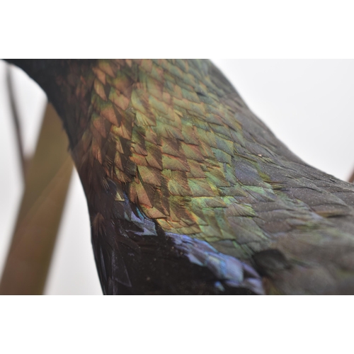 58 - Taxidermy & Natural History - A late 19th century Victorian Himalayan Monal bird. The Monal set with... 