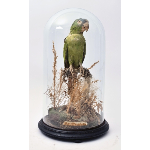 6 - Of Taxidermy Interest - A Victorian 19th century taxidermy study of a Blue-crowned / Sharp-tailed Co... 