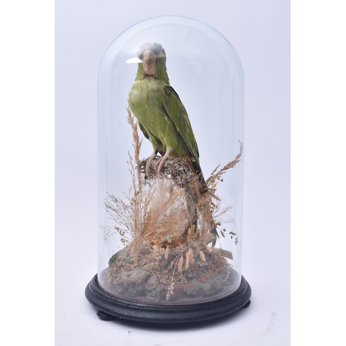 6 - Of Taxidermy Interest - A Victorian 19th century taxidermy study of a Blue-crowned / Sharp-tailed Co... 