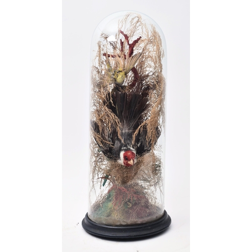 74 - Of Taxidermy Interest - A Victorian 19th century taxidermy study of a Red Crested Cardinal in diving... 