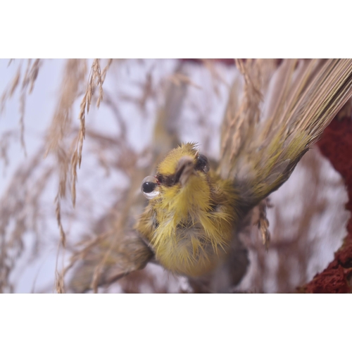 74 - Of Taxidermy Interest - A Victorian 19th century taxidermy study of a Red Crested Cardinal in diving... 