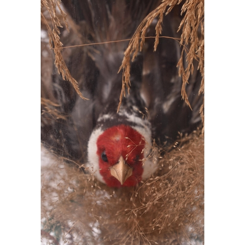 74 - Of Taxidermy Interest - A Victorian 19th century taxidermy study of a Red Crested Cardinal in diving... 