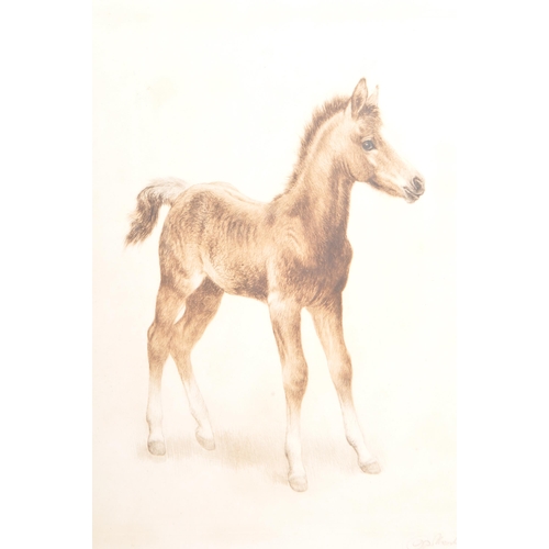 571 - An original vintage 20th century foal / horse pencil sketch on paper. The drawing having frontal / s... 