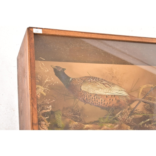 244 - An early 20th century cased taxidermy ring necked pheasant. The ring necked pheasant presented in a ... 