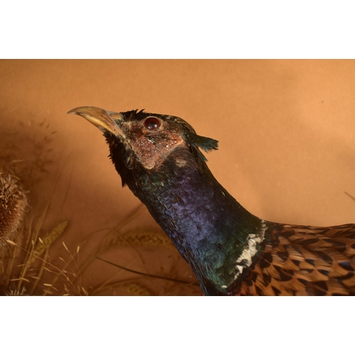 244 - An early 20th century cased taxidermy ring necked pheasant. The ring necked pheasant presented in a ... 