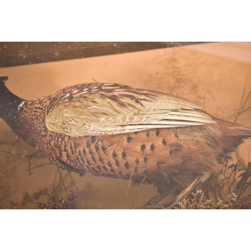 244 - An early 20th century cased taxidermy ring necked pheasant. The ring necked pheasant presented in a ... 