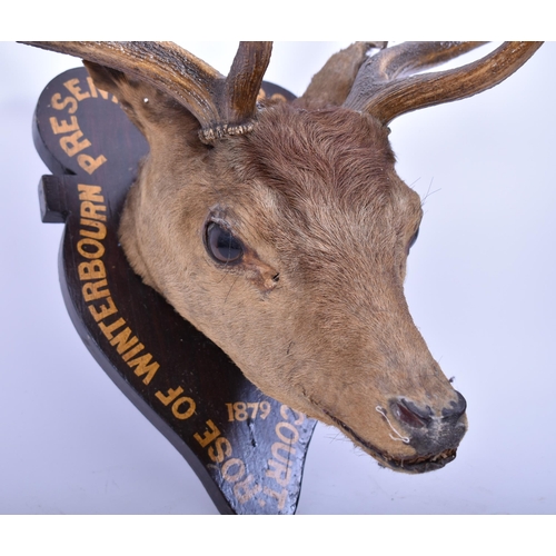 248 - Natural History Interest - a 19th century European fallow deer stag taxidermy head mounted on wooden... 