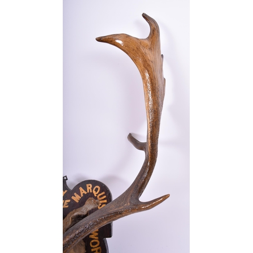 248 - Natural History Interest - a 19th century European fallow deer stag taxidermy head mounted on wooden... 