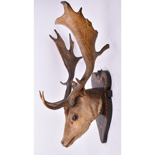 248 - Natural History Interest - a 19th century European fallow deer stag taxidermy head mounted on wooden... 