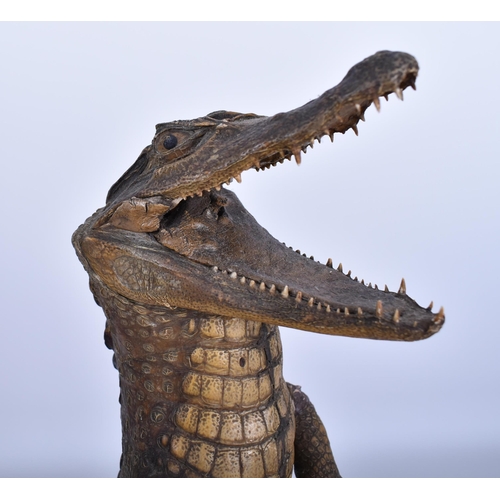 77 - A large early 20th century taxidermy crocodile / caiman in upright position for shop window advertis... 