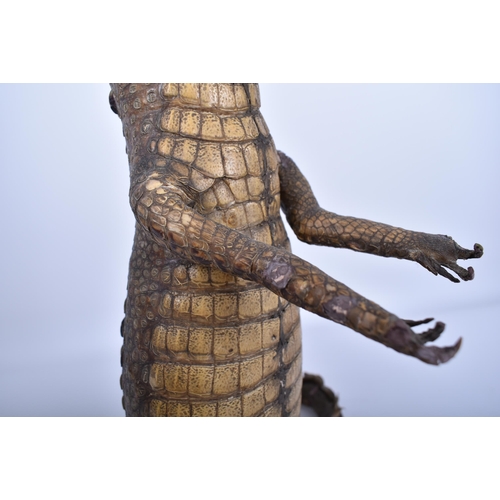 77 - A large early 20th century taxidermy crocodile / caiman in upright position for shop window advertis... 