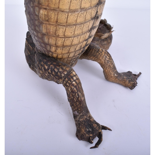 77 - A large early 20th century taxidermy crocodile / caiman in upright position for shop window advertis... 