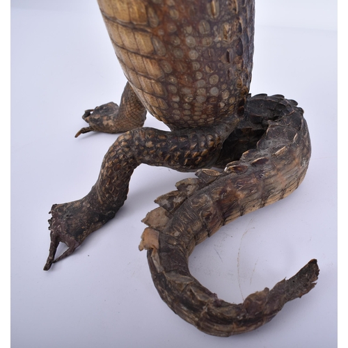 77 - A large early 20th century taxidermy crocodile / caiman in upright position for shop window advertis... 