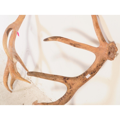 733 - Taxidermy - A pair of seven / eight point Sambar deer antlers. Largest measures approx 70cm x 45cm.