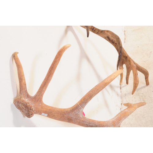 733 - Taxidermy - A pair of seven / eight point Sambar deer antlers. Largest measures approx 70cm x 45cm.