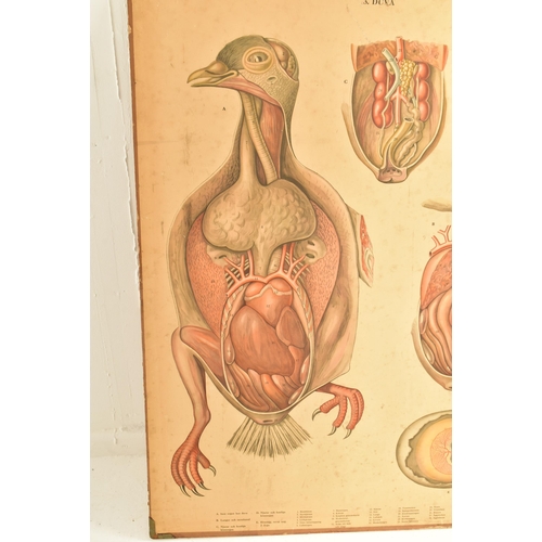 49 - A vintage mid century Swedish anatomical / educational print mounted on card. Printed in full colour... 