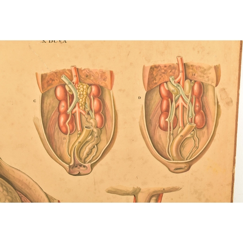 49 - A vintage mid century Swedish anatomical / educational print mounted on card. Printed in full colour... 