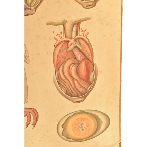 49 - A vintage mid century Swedish anatomical / educational print mounted on card. Printed in full colour... 