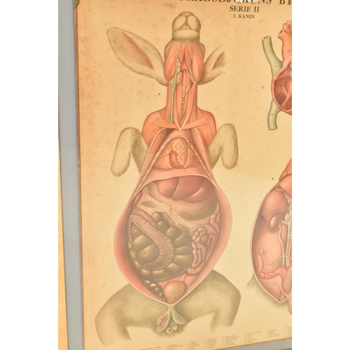 54 - A vintage mid century Swedish anatomical / educational print mounted on card. Printed in full colour... 