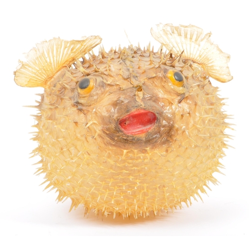 282 - Of taxidermy interest - Natural history - A vintage 20th century preserved puffer fish. Measures app... 