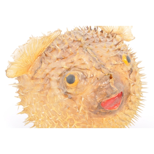 282 - Of taxidermy interest - Natural history - A vintage 20th century preserved puffer fish. Measures app... 