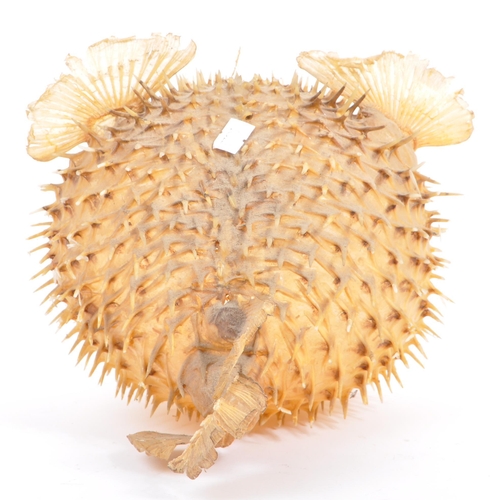 282 - Of taxidermy interest - Natural history - A vintage 20th century preserved puffer fish. Measures app... 