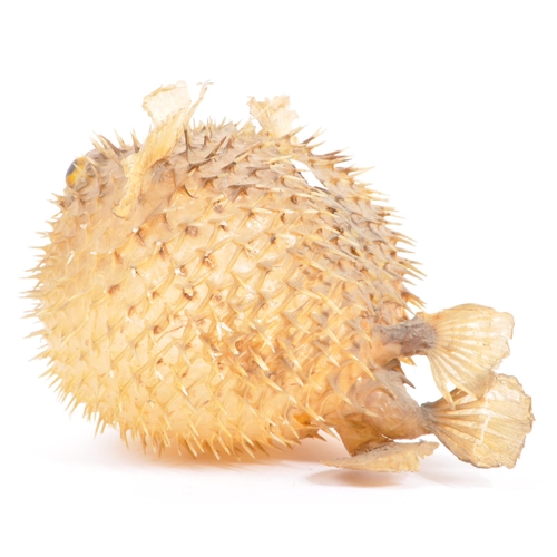 282 - Of taxidermy interest - Natural history - A vintage 20th century preserved puffer fish. Measures app... 