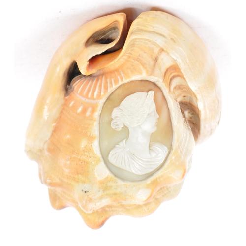 380 - An early 20th century carved cameo seashell - Cypraecassis rufa. Having a carved silhouette cameo. 8... 