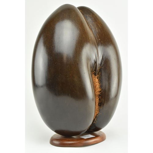 10 - A large polished coco de mer nut. The hollow nut polished and mounted on wood plinth base. Measures ... 