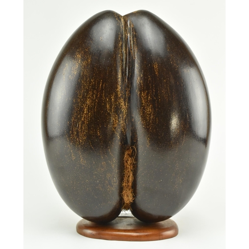 10 - A large polished coco de mer nut. The hollow nut polished and mounted on wood plinth base. Measures ... 