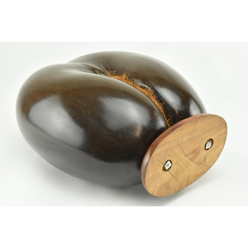 10 - A large polished coco de mer nut. The hollow nut polished and mounted on wood plinth base. Measures ... 