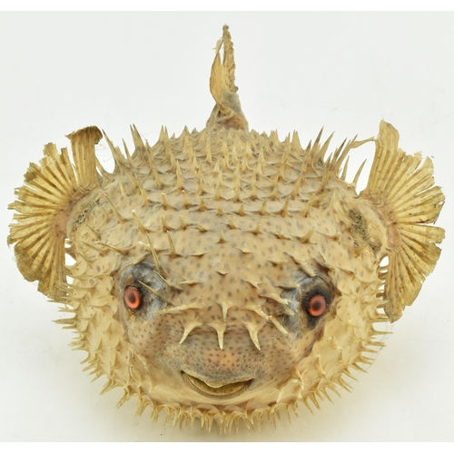 209 - Taxidermy / Natural History - A vintage 20th taxidermy example of a Porcupine Puffer Fish. Measures ... 