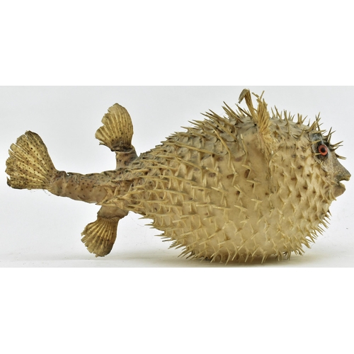 209 - Taxidermy / Natural History - A vintage 20th taxidermy example of a Porcupine Puffer Fish. Measures ... 