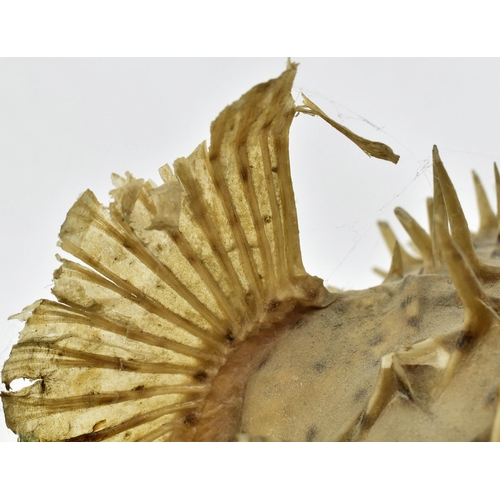 209 - Taxidermy / Natural History - A vintage 20th taxidermy example of a Porcupine Puffer Fish. Measures ... 