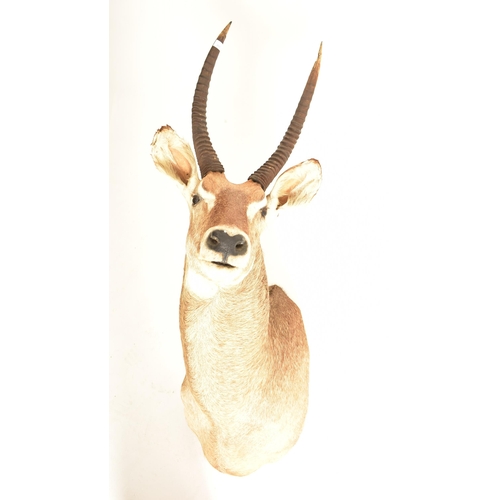 360 - Natural History interest - A 20th century Ellipsen Waterbuck (Kobus ellipsiprymnus) taxidermy deer h... 