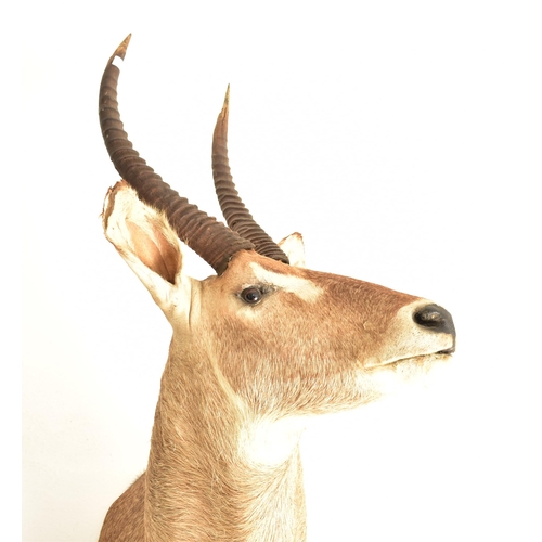 360 - Natural History interest - A 20th century Ellipsen Waterbuck (Kobus ellipsiprymnus) taxidermy deer h... 